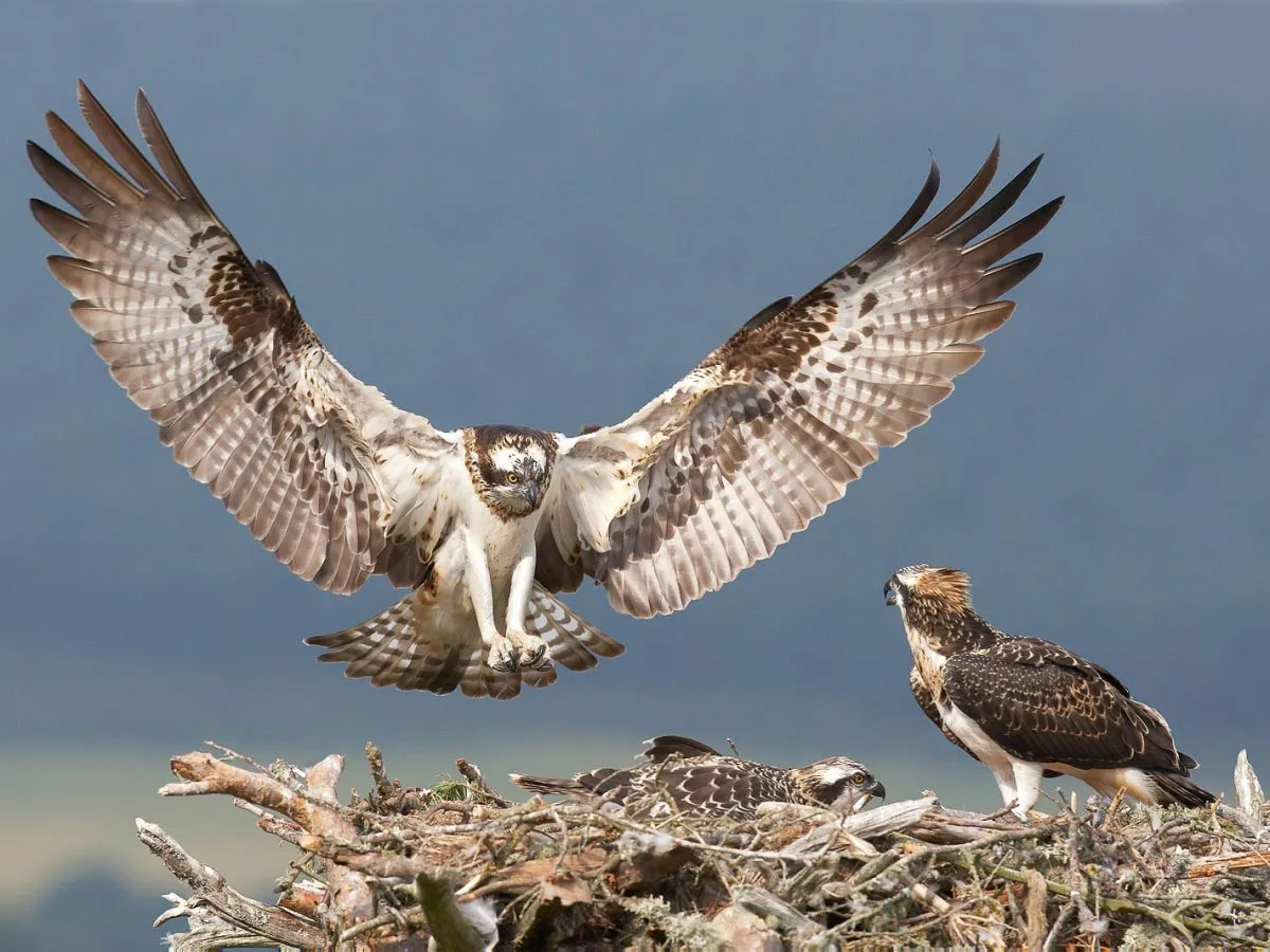 雄鹰展翅翱翔 - 四虎 | 野性图集