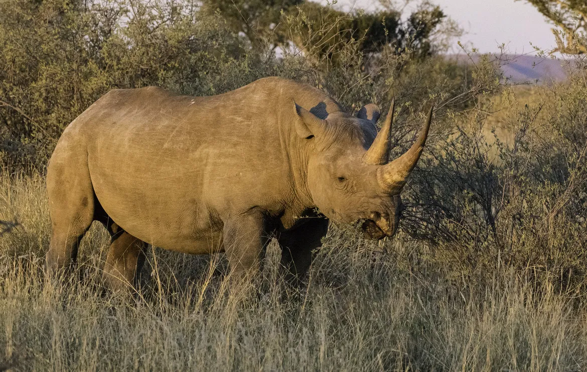 犀牛在非洲灌木丛中 - 四虎 | 野性图集
