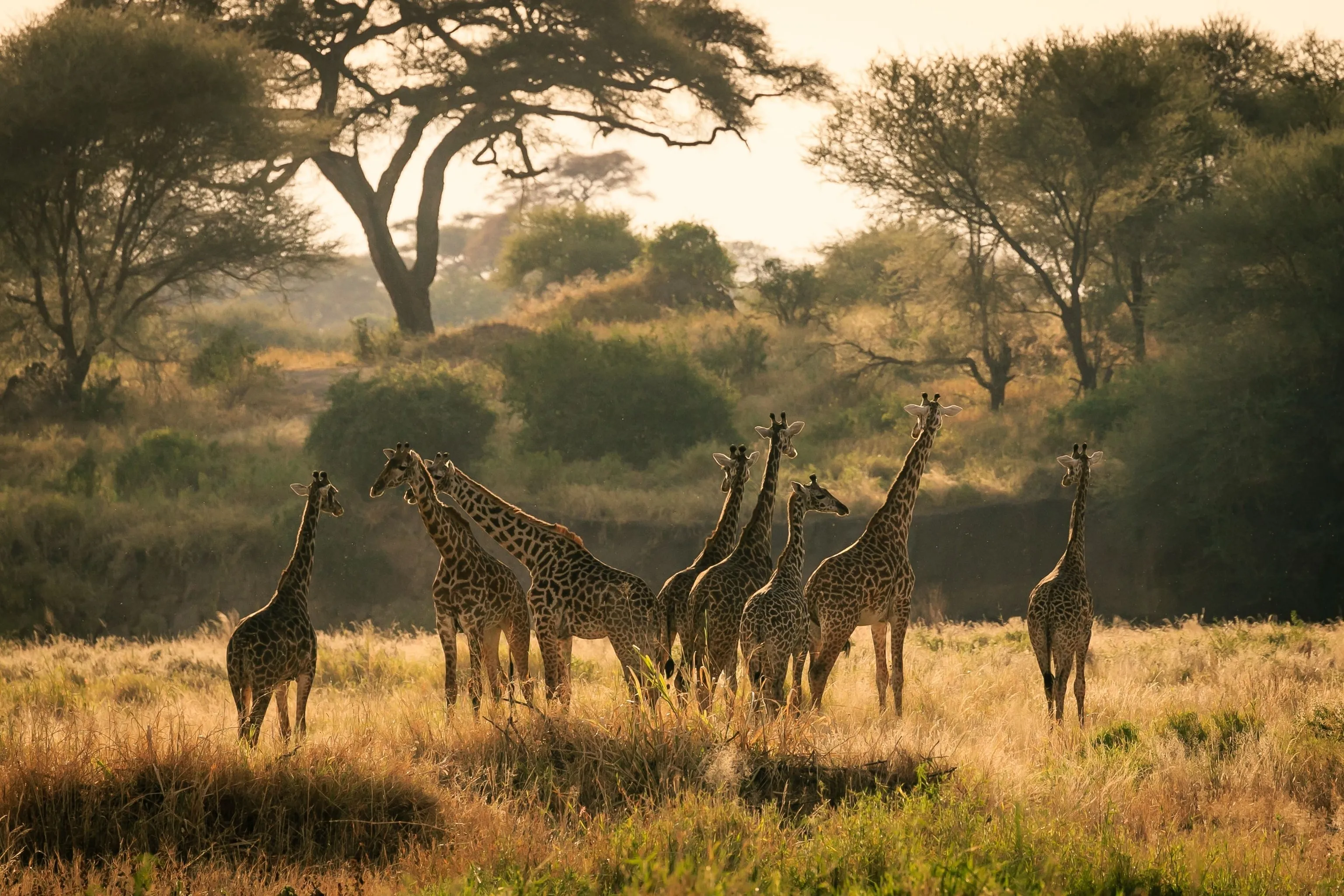 非洲野生动物在草原上 - 四虎 | 四虎视频